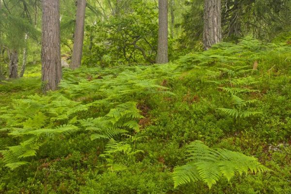 Europe, Scotland, Cairngorm NP Forest ferns